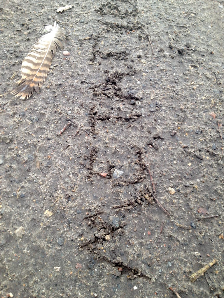 1.52_Sand+Vogelfeder_3